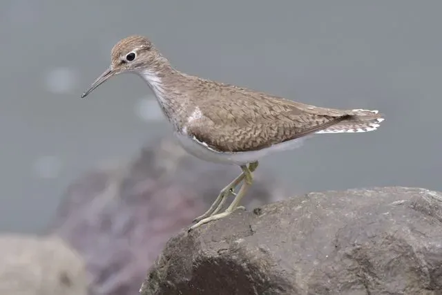 Species Image