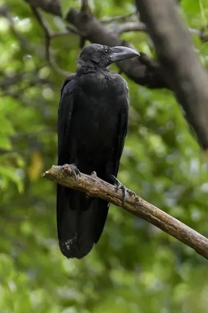 Species Image
