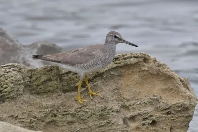 Species Image