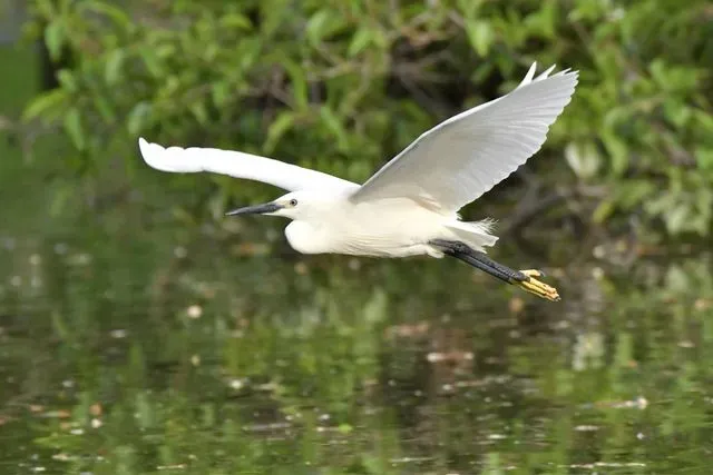 Species Image