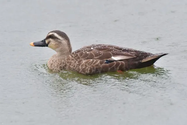 Species Image