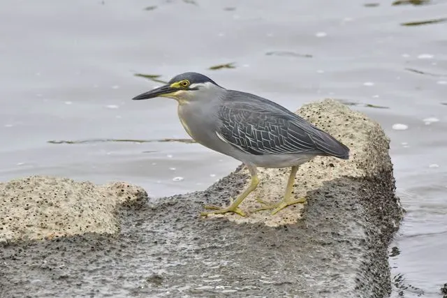 Species Image