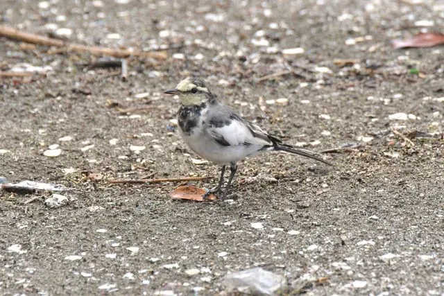 Species Image