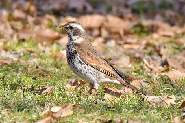 Species Image