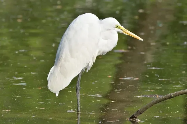 Species Image