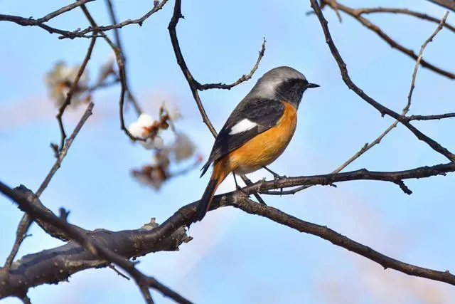 Species Image