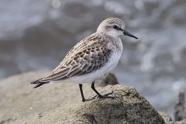 Species Image
