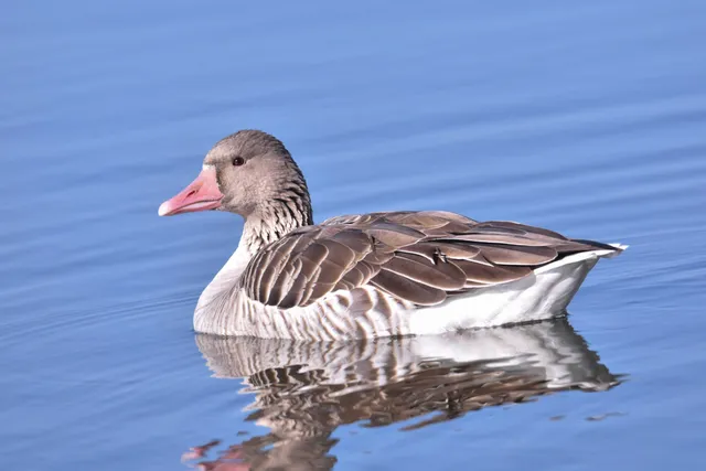 Species Image