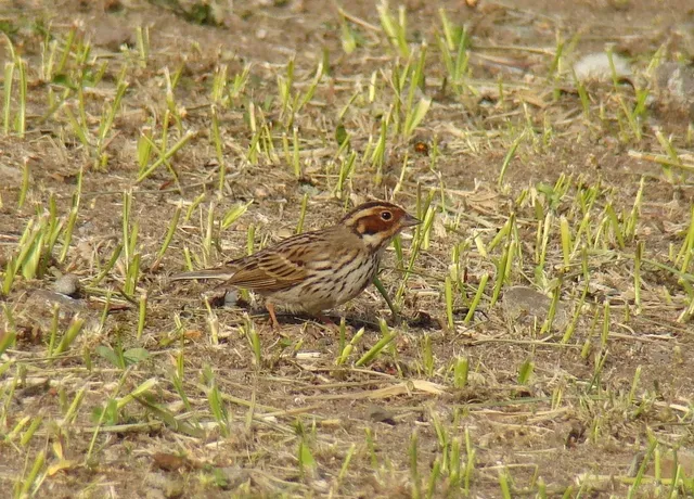 Species Image