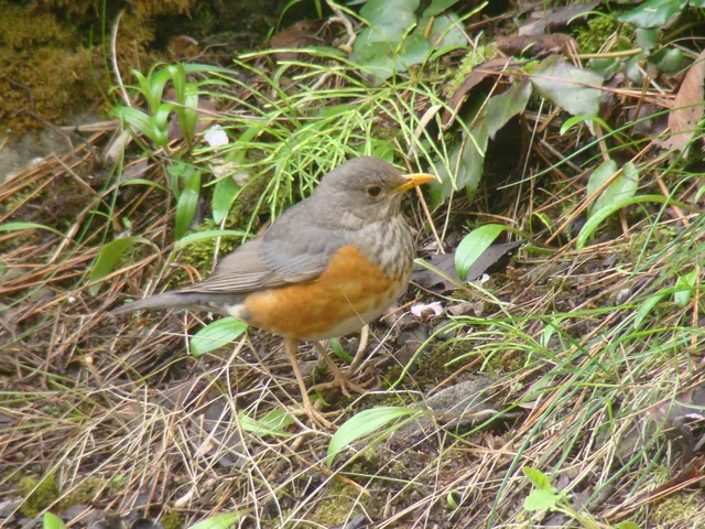 Species Image
