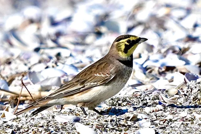 Species Image