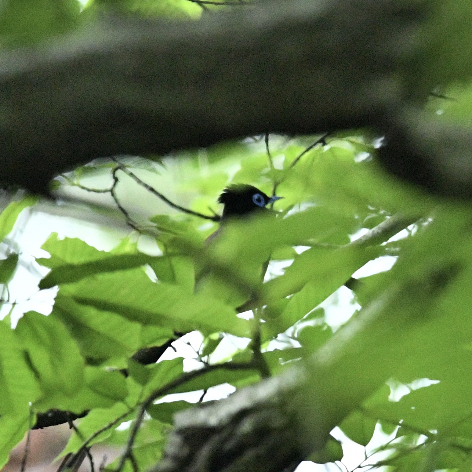 Photo Image