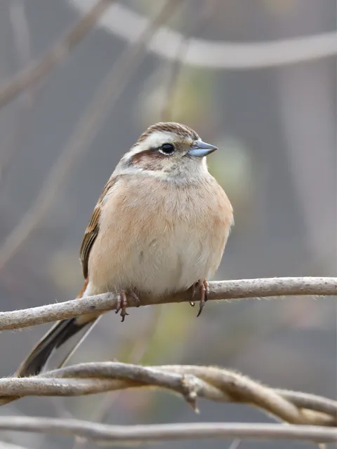 野鳥の写真