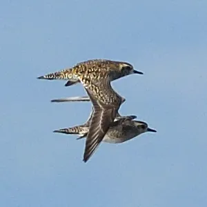野鳥の写真