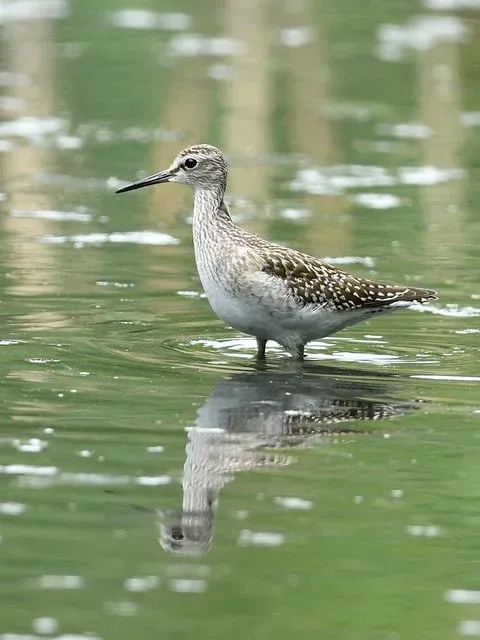 Species Image