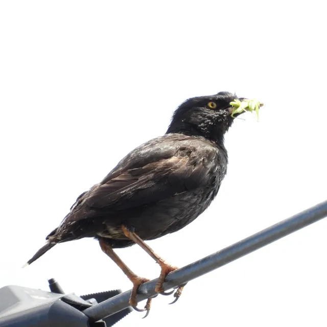 野鳥の写真