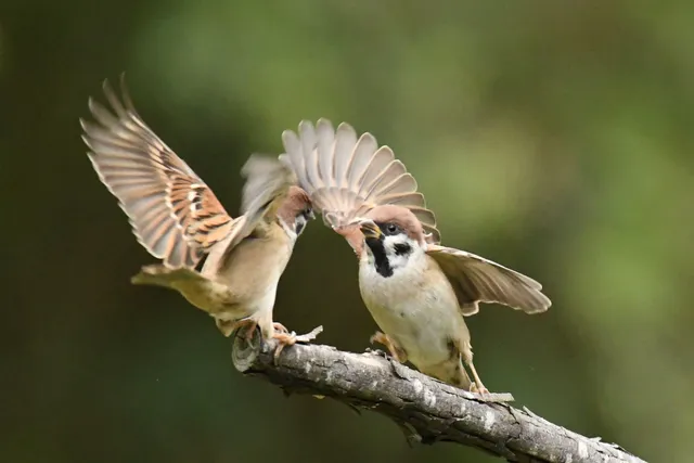 野鳥の写真