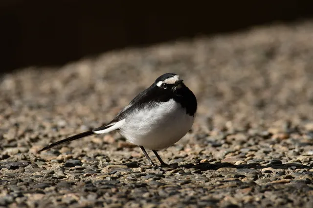野鳥の写真