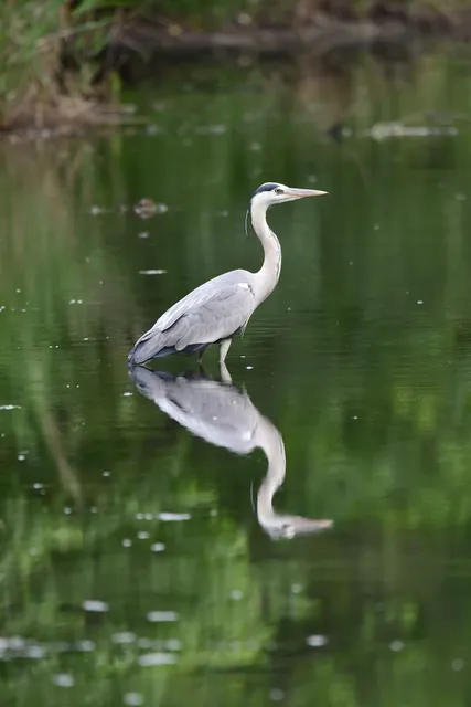 野鳥の写真