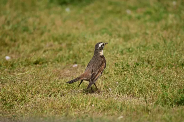 野鳥の写真