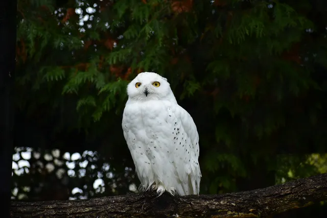 野鳥の写真