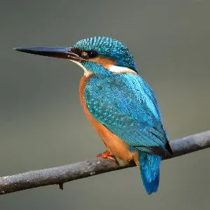 野鳥の写真