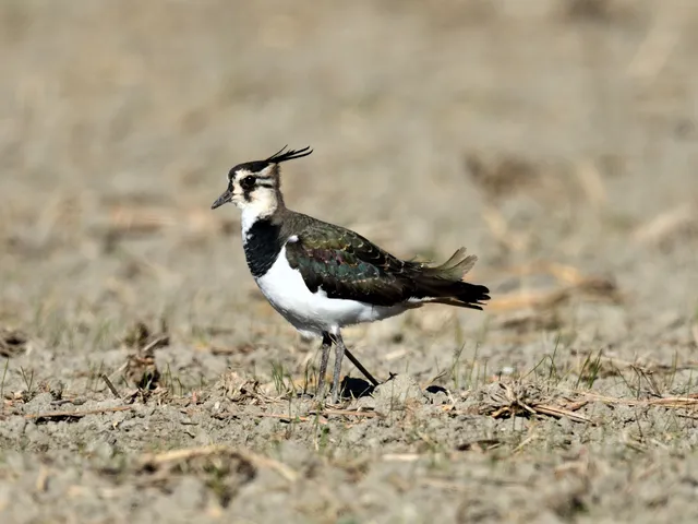 野鳥の写真