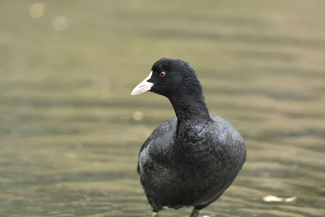 野鳥の写真