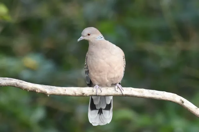 野鳥の写真