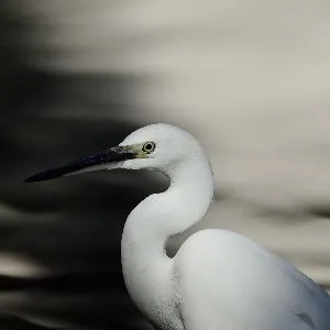 野鳥の写真