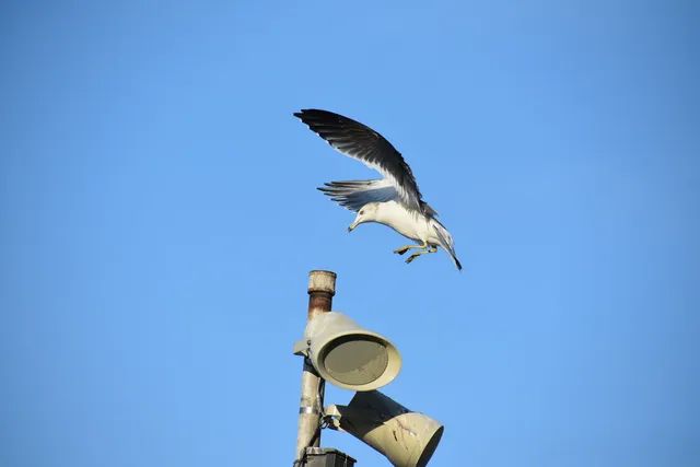 野鳥の写真