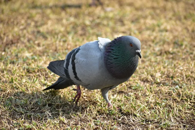 野鳥の写真