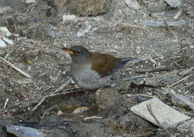 野鳥の写真