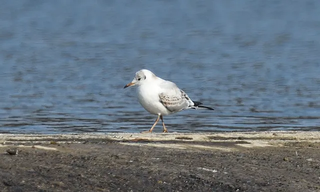 野鳥の写真