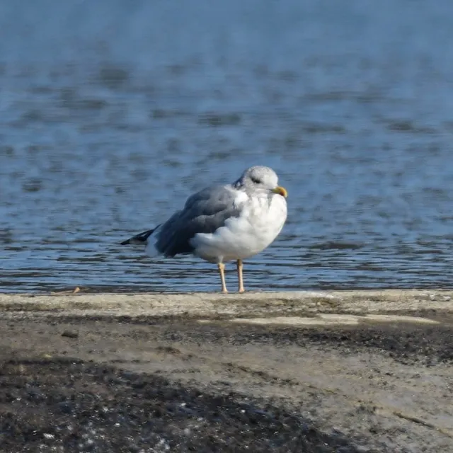 野鳥の写真