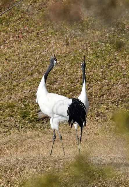 野鳥の写真