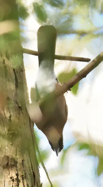 野鳥の写真