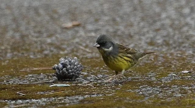 野鳥の写真