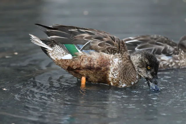 野鳥の写真