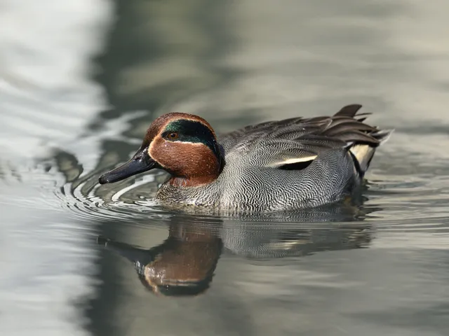 野鳥の写真
