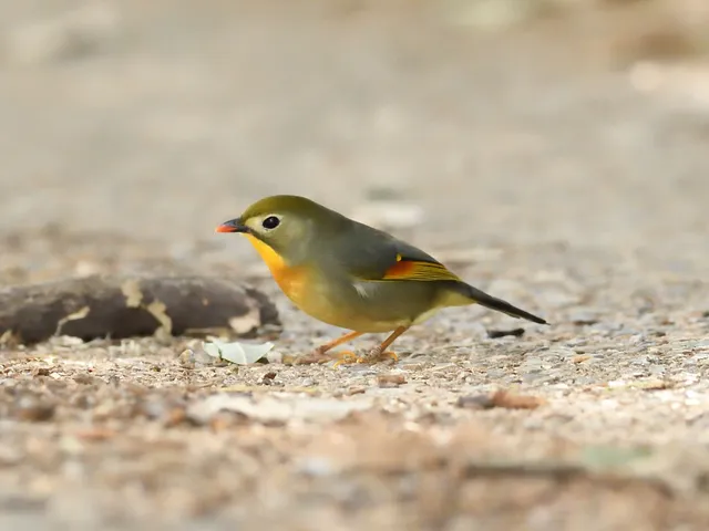 野鳥の写真