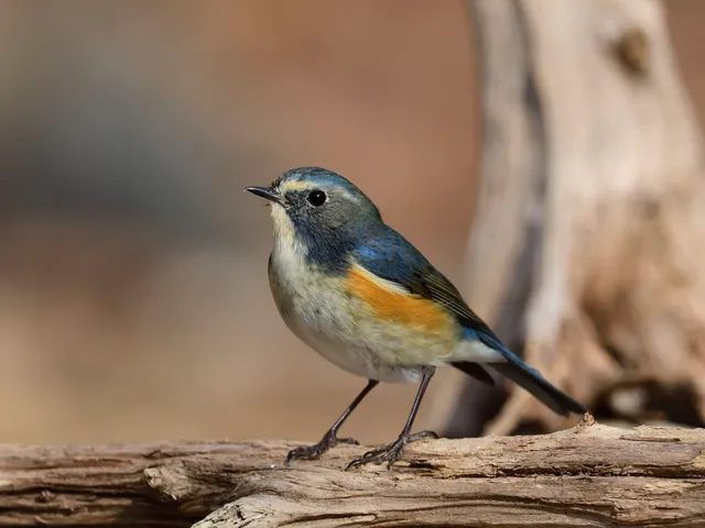野鳥の写真