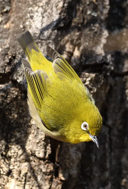 野鳥の写真