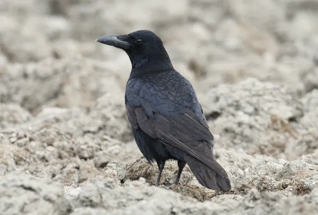 野鳥の写真