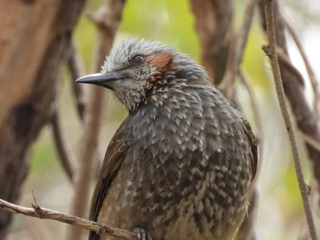 野鳥の写真