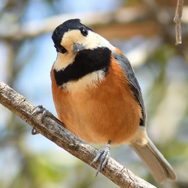 野鳥の写真