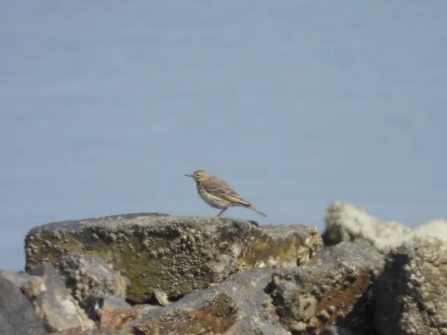 Species Image