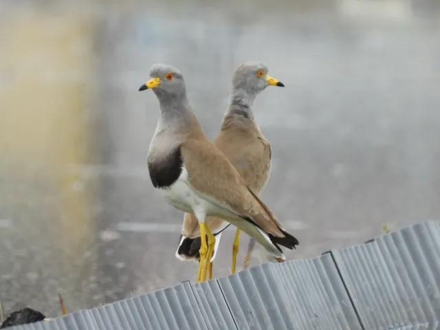 野鳥の写真