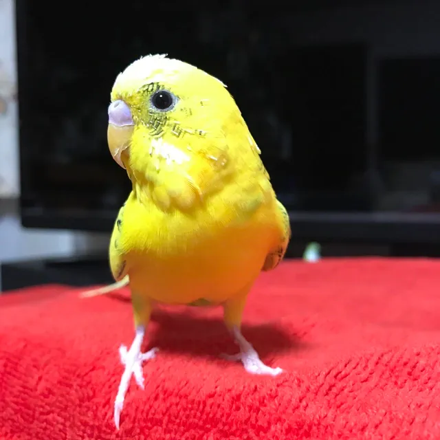 野鳥の写真