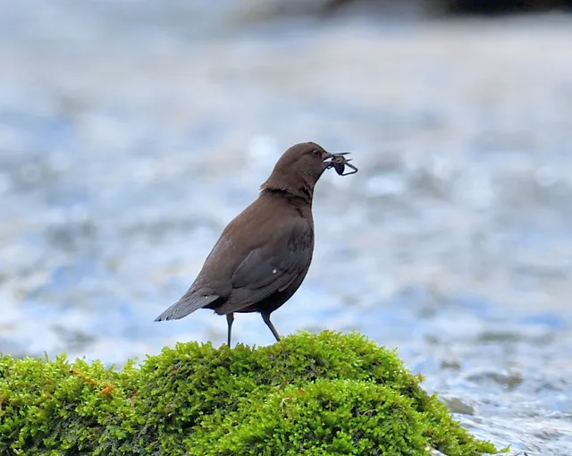 野鳥の写真